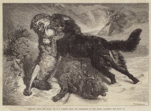 Rescatado del lobo